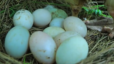 Take egg using banana tree and catch chicken | cook egg in tomatoes for -Eating delicious-8