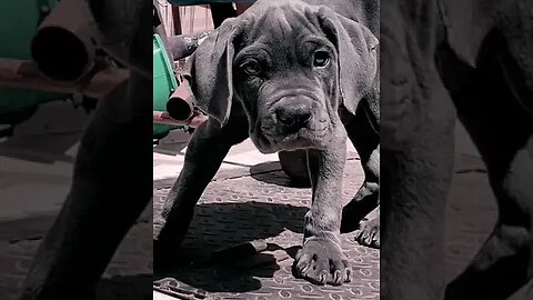 Adorable Napolitan Mastiff puppy #shorts