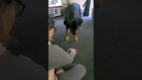 Sick Dog 😢 Mum Hand Feeds Rottweiler 💔 #Shorts #rottweiler #dogs