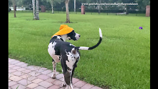 Great Dane Has Fun Playing With His Rain Hat