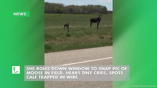 She Rolls Down Window to Snap Pic of Moose in Field. Hears Tiny Cries, Spots Calf Trapped in Wire