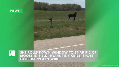 She Rolls Down Window to Snap Pic of Moose in Field. Hears Tiny Cries, Spots Calf Trapped in Wire