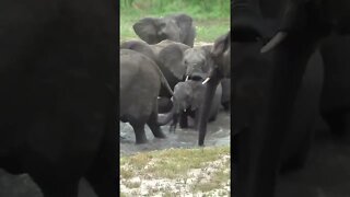 Baby Elephant's First Swim! #shorts