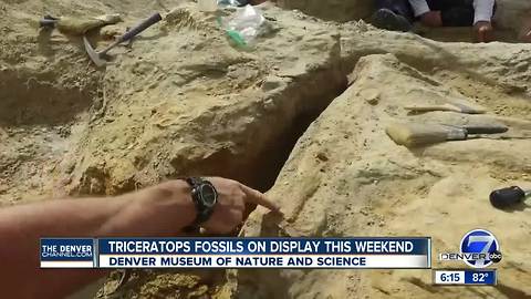 Second Triceratops horn, additional bones found in Thornton construction site