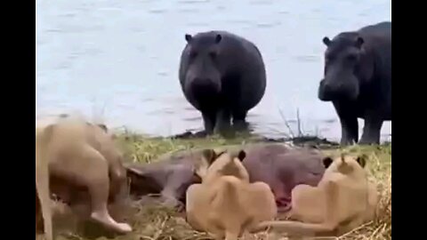 Lions Attack On Hippo Family
