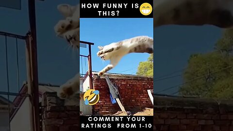 Funny Cats Video Compilation pt 18 😂😂😂....... #shorts