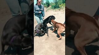 Cane Corsos Fight 😱 #shorts #pets #viral