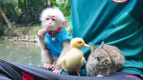 Baby BoBo Monkey happily playing with rabbit and ducks