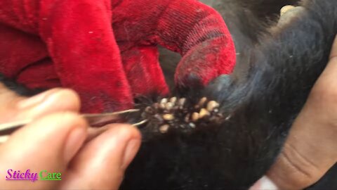 Removing All Ticks From Dog|Dog Ticks Removing Clip|Ticks Removal Videos