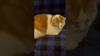 Cat Purring - Garf