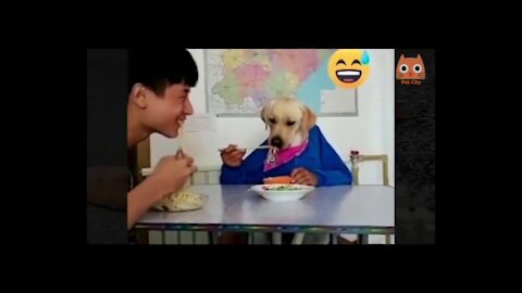 VIDEOS OF ANIMALS TO DIE LAUGHING