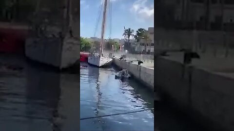 Supply Vessel Backs Into A Sailing Vessel. #trending #shorts #lifeatsea #offshore #shipping #video