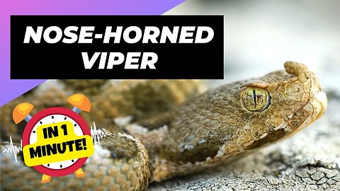 Nose-Horned Viper - In 1 Minute! 🐍 Europe's Most Dangerous Snake | 1 Minute Animals