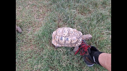 I like shoes, leopard tortoises