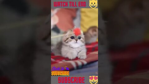 Cat videos😂🤣😂 #shorts #funny #cute #youtubeshorts #shortsvideo #shorts #trending #catsvideos #