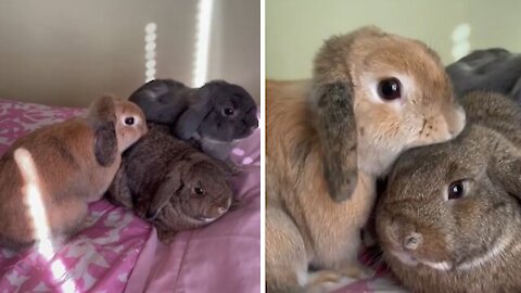 Mama Bunny Sees Her Baby After Six Months, Has The Sweetest Reaction