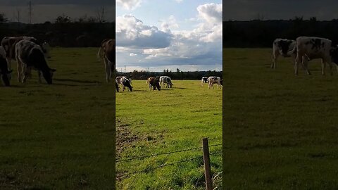 Cows In England! 🐄😵 #shorts #viral #animal