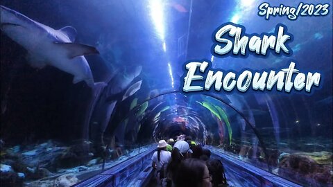 Shark Encounter - Sea World - Orlando, FL - Spring/2023