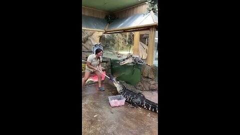 Funny crocodile#shorts #animals #cute #puppies #sea #monkey #world #funny #funnyvideo #truth