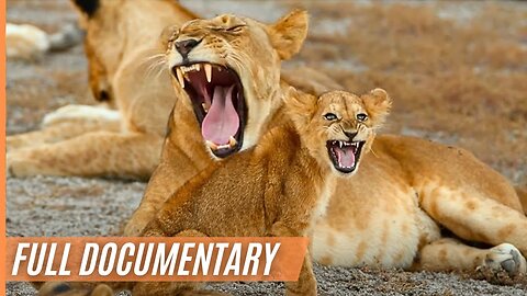 The Last Paradise on Earth - The Amazing Serengeti - Full Documentary