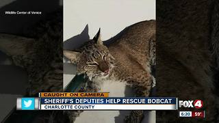 Charlotte Co. deputies help injured bobcat hiding under bridge