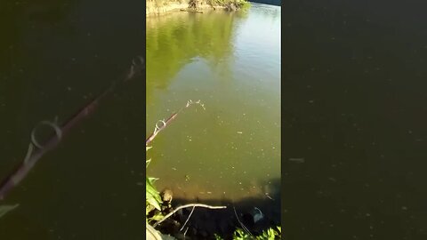 Riverbank Catfishing Using Liver on the Black River in Jacksonport, Arkansas