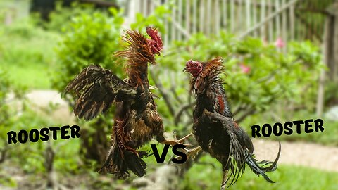Clash of the Titans: Rooster Rumble in the Ring