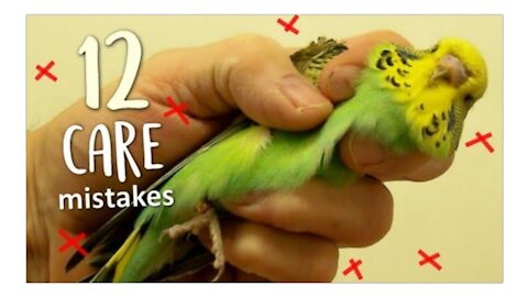 12 things you should never do to your budgie