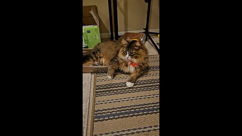 Petunia And Her Bow (Featuring Petunia The Norwegian Forest Cat)