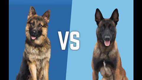 Comparison: German Shepherd VS Belgian Malinois