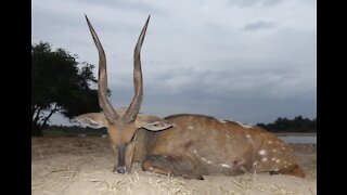 Largest Bushbuck in Zambia! A Zambian Safari.