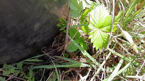 Invisible Baby Bunnies 🐰 Made Visible for You