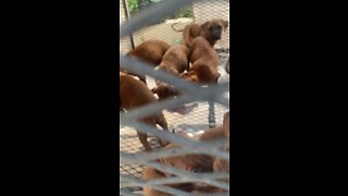 “ Chico Lopez “ American Pit Bull Puppies earing time