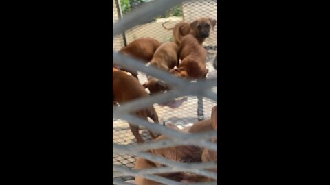 “ Chico Lopez “ American Pit Bull Puppies earing time