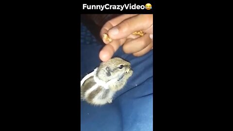 Mr FunnyCrazyVideo😂 Just Incredible Video Funny and Crazy #Like Follow for Follow 🥰