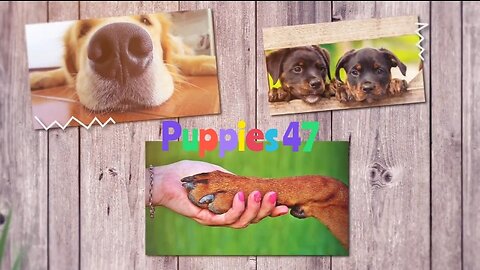 Dogs and puppies fotage