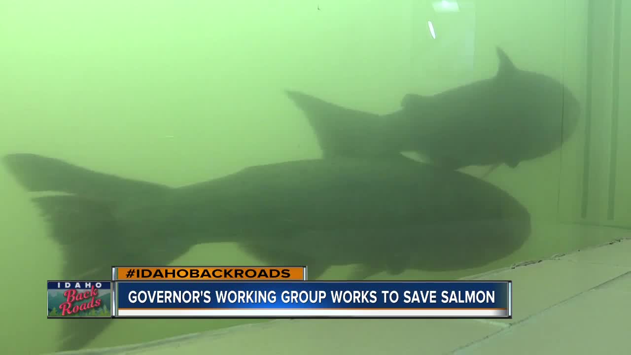 Salmon Working Group