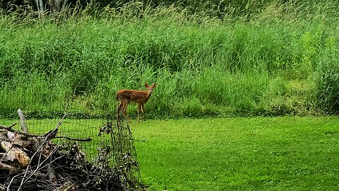 Just a curious little fawn