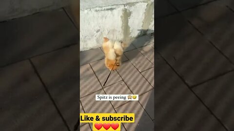 टॉयलेट करने का style 🤣🤣🤣 ||puppy peeing || cute puppy peeing own