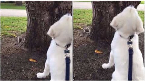 L'écureuil est maître dans l'art de se cacher... du chien