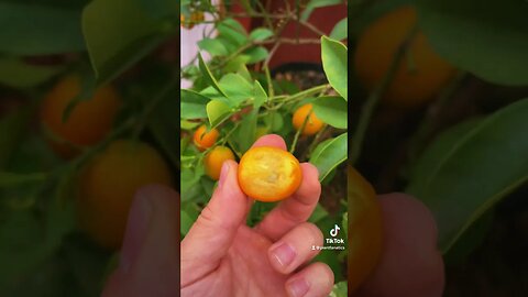 Never Peel A Citrus Again! Amazing Citrus Fruit Bursting With Flavor!