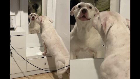 Pitbull reaction to looking in the mirror after gaining lbs