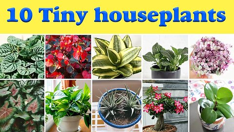 10 Tiny houseplants | best tiny indoor plants for your house