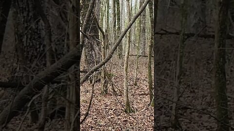 Big Buck Sneaking Through the Woods @UncleTimsFarm #kärnəvór