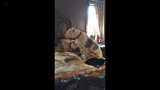 Cat Is Not Bothered At All When Great Dane Climbs On The Comfy Bed