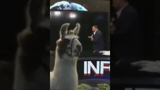 Alex Jones Now Has The Powers of Llamas!