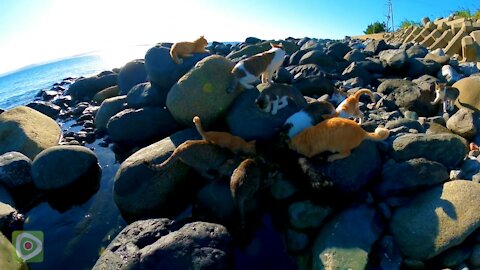 Island cats gather on the beach