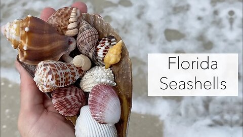 Looking for seashells. Florida islands have the best seashells treasures!