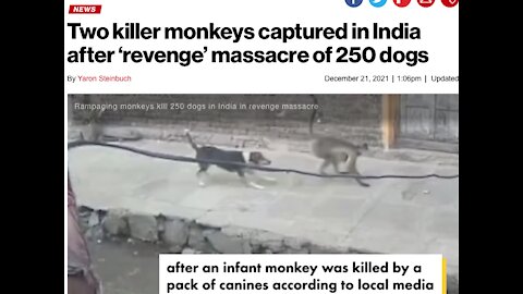 Monkeys ATTACK Dogs in India : The TJ Evans Show