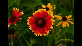 Flowers, Flowers and more Flowers with Nature Sounds for Relaxation, Sleep and Stress Relief